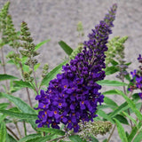 Butterfly Bush Plant for Planting, Size 5 to 7 Inch Tall Plant, Without Pot, Butterfly Bushes Plants (Dark Blue Flowers)