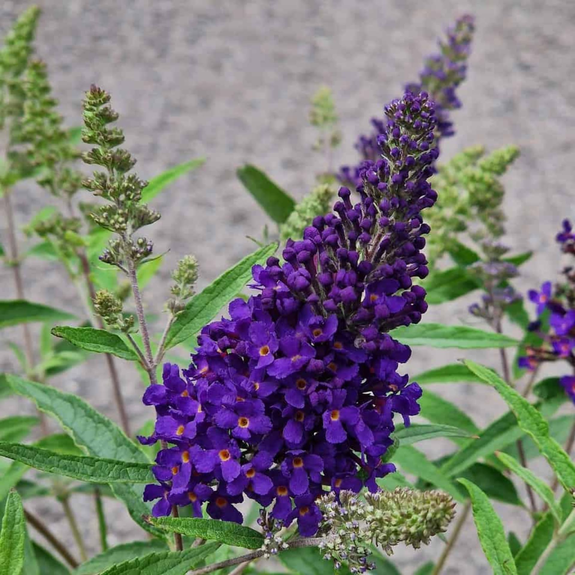 Butterfly Bush Plant for Planting, Size 5 to 7 Inch Tall Plant, Without Pot, Butterfly Bushes Plants (Dark Blue Flowers)