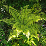 10 Lady Fern Live Rhizomes, Shade Perennial Fern Plants for Outdoor Growing, Hardy, Fast Growing