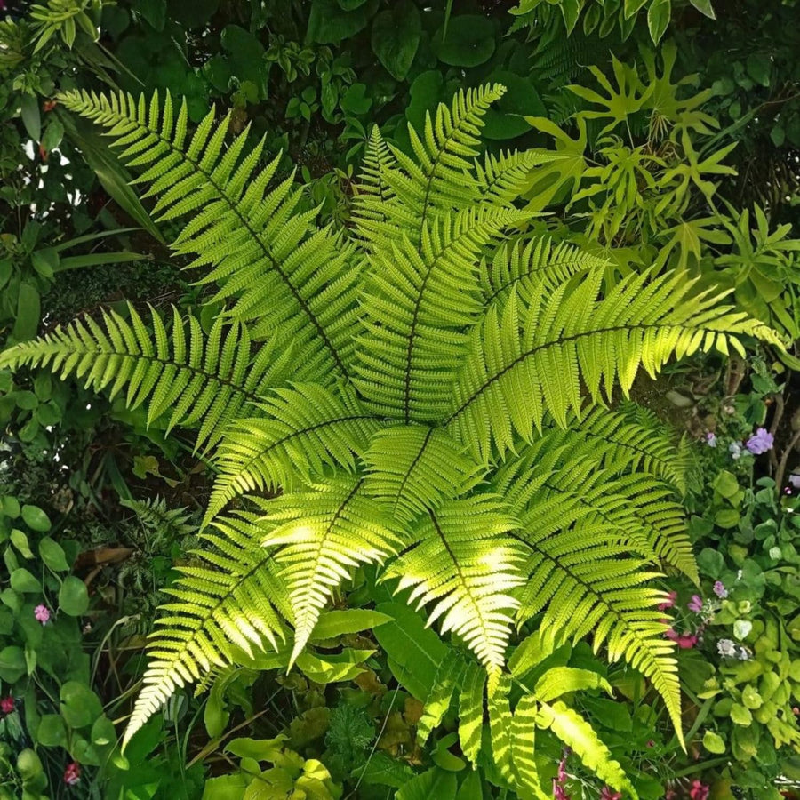 10 Lady Fern Live Rhizomes, Shade Perennial Fern Plants for Outdoor Growing, Hardy, Fast Growing