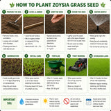 30000 Zoysia Grass Seeds, Emerald Zoysia Grass Seeds, Warm Season Lawn Seed, Soft Green Grass, Backyard Landscaping
