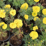 Yellow Marigold Plant 4" Pot, Live Marigold Flowering Garden Plants for Indoor Outdoor Growing, Hardy Outdoor Plants