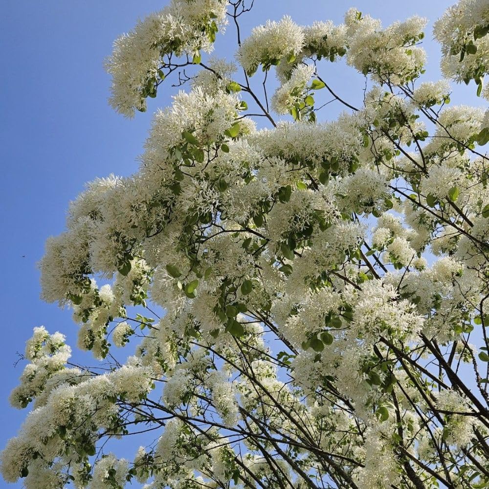 White Fringe Tree Live Plant 8-10 Inches Tall, in Quart Pot, White Fringe Plant Ornamental Shrub for Garden and Yard, Dormant in Winter