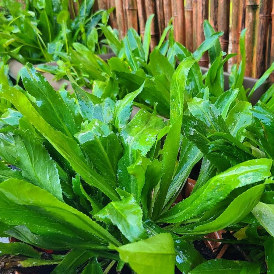 Culantro Plant Live, Culinary Herb Live Plant, 4 Inches Tall in 3.5 Inch Pot, Perennial Garden Beds
