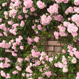 Rose Live Plant, Climbing Roses Plant Live, 5 to 8" Tall, 5 Months Old Fragrant Climber Plant for Planting, No Leaf, Trim Back, Well Rooted, Bare Root (Vibrant Light Pink)
