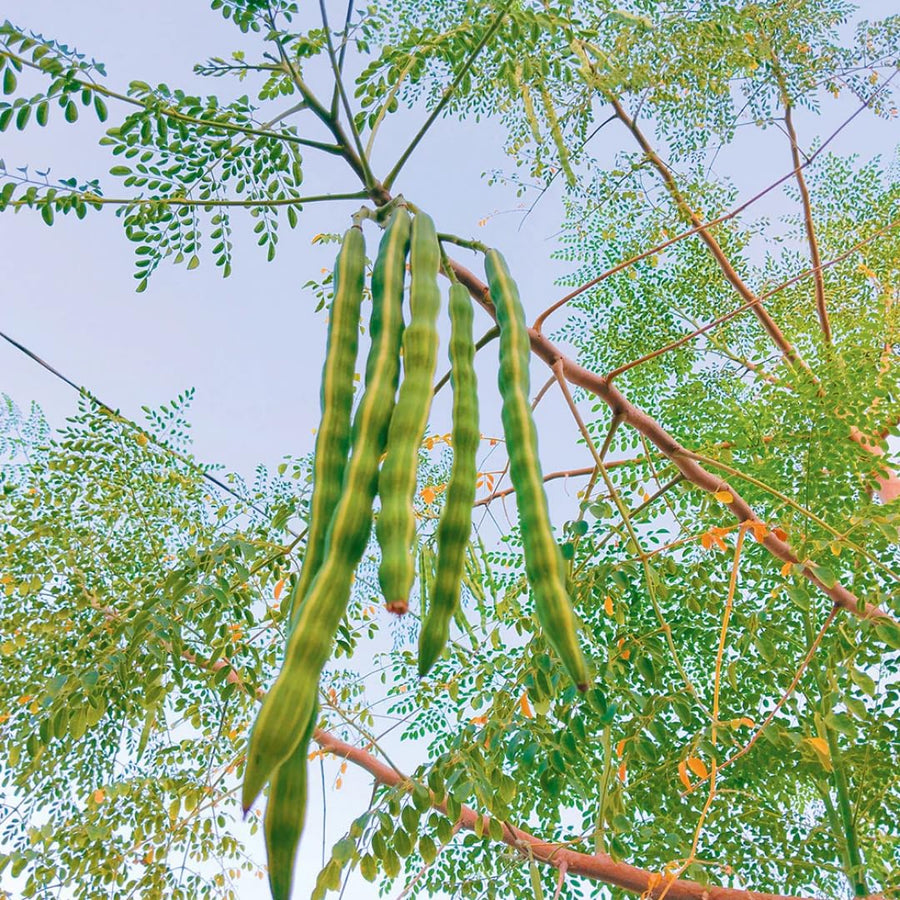 100 Moringa Oleifera Drumstick Seeds for Planting, Moringa Seeds, Herb Garden, Easy to Plant