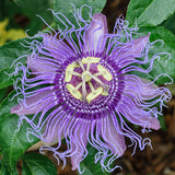 Maypop Passion Flower Live Plant, Passiflora Incarnata Vine, 4-8 Inches Tall, Well Rooted, Purple Passionflower for Outdoor Garden, Hardy Perennial Climbing Vine