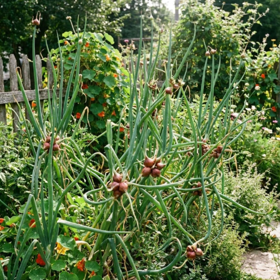 Set 10 Walking Onion Bulbs, 2 Years Old Perennial Garden Onion