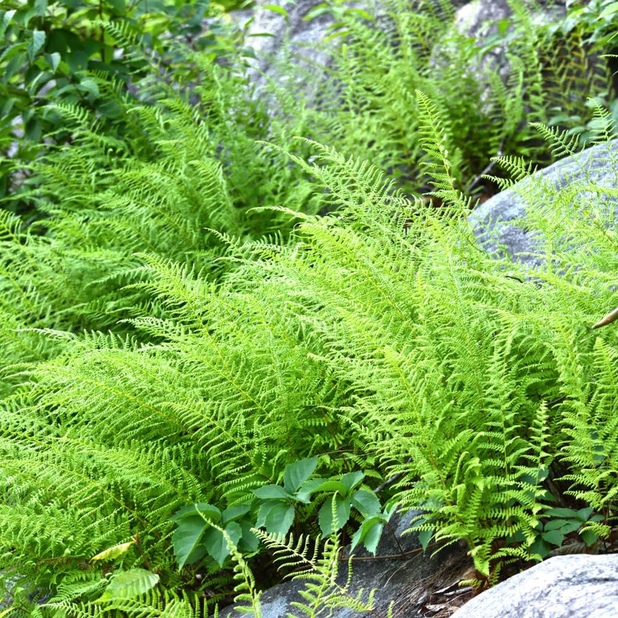 20 Roots of Hay Scented Fern, Fern Plants Live, Live Fern Plants, Fern Plant Seedlings, Fern Rhizomes for Planting, 20 Roots