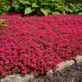 7000 Creeping Thyme Seeds for Planting, Ground Cover Herb Seeds for Garden, Low Growing Thyme for Lawn, Pathways or Rock Garden