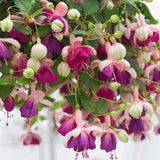 Fuchsia Plant, 3 to 4 Inch Tall Fuchsia Plants Live, Hanging Fuchsias Plants Well Rooted for Planting, Hardy Fuchsias Live Plants, Perennial, Colorful Flowers (Purple White Flowers)