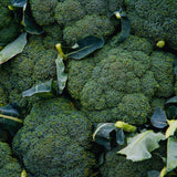 2 Broccoli Plants Live, Live Broccoli Plant Growing Indoor and Outdoor Garden, 4 Inc Pot, 4 to 6 Inc Tall Live Plant Vegetable Plant Live