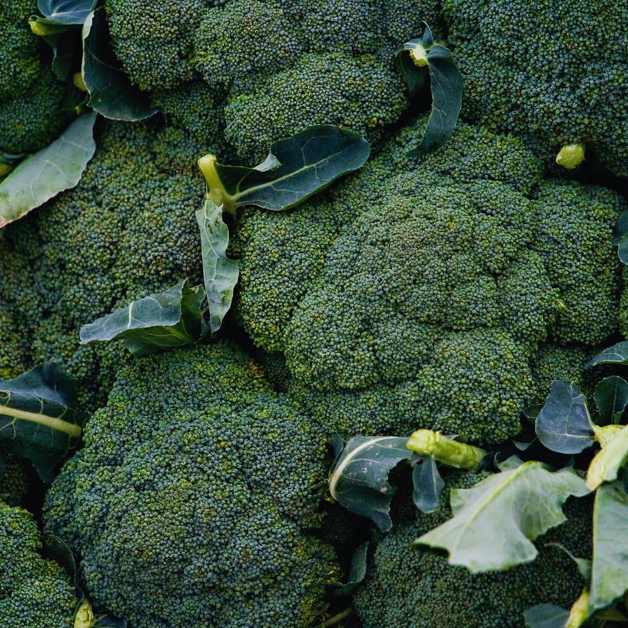 2 Broccoli Plants Live, Live Broccoli Plant Growing Indoor and Outdoor Garden, 4 Inc Pot, 4 to 6 Inc Tall Live Plant Vegetable Plant Live