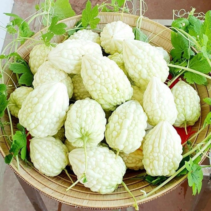 20 Bitter Melon Vegetable Seeds, Bitter Gourd Seeds for Outdoor Planting (White)