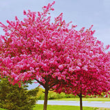 Redbud Tree Live Plant Bare Root, Red Bud Plant, Hardy Shrub Plant from 26 to 28 Inc Tall