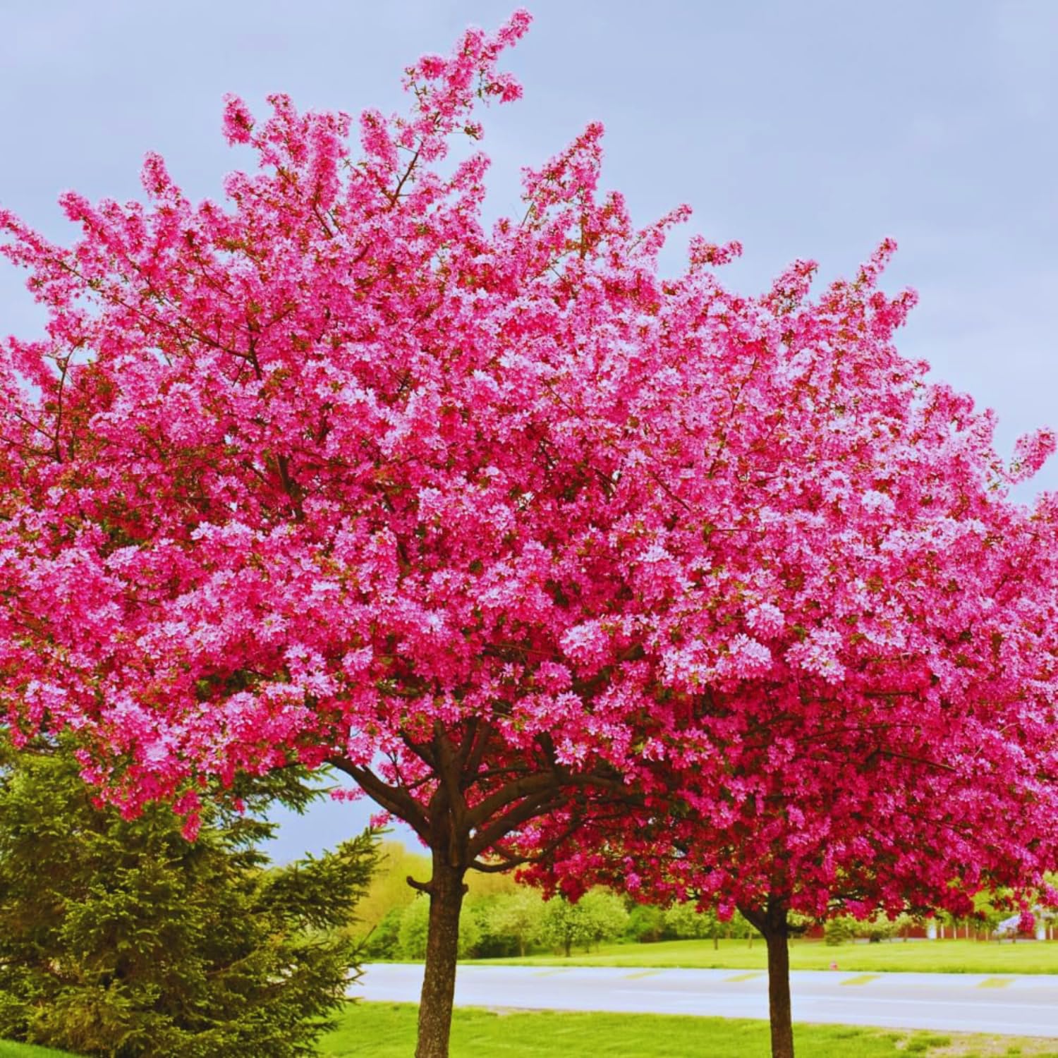 Redbud Tree Live Plant Bare Root, Red Bud Plant, Hardy Shrub Plant from 26 to 28 Inc Tall