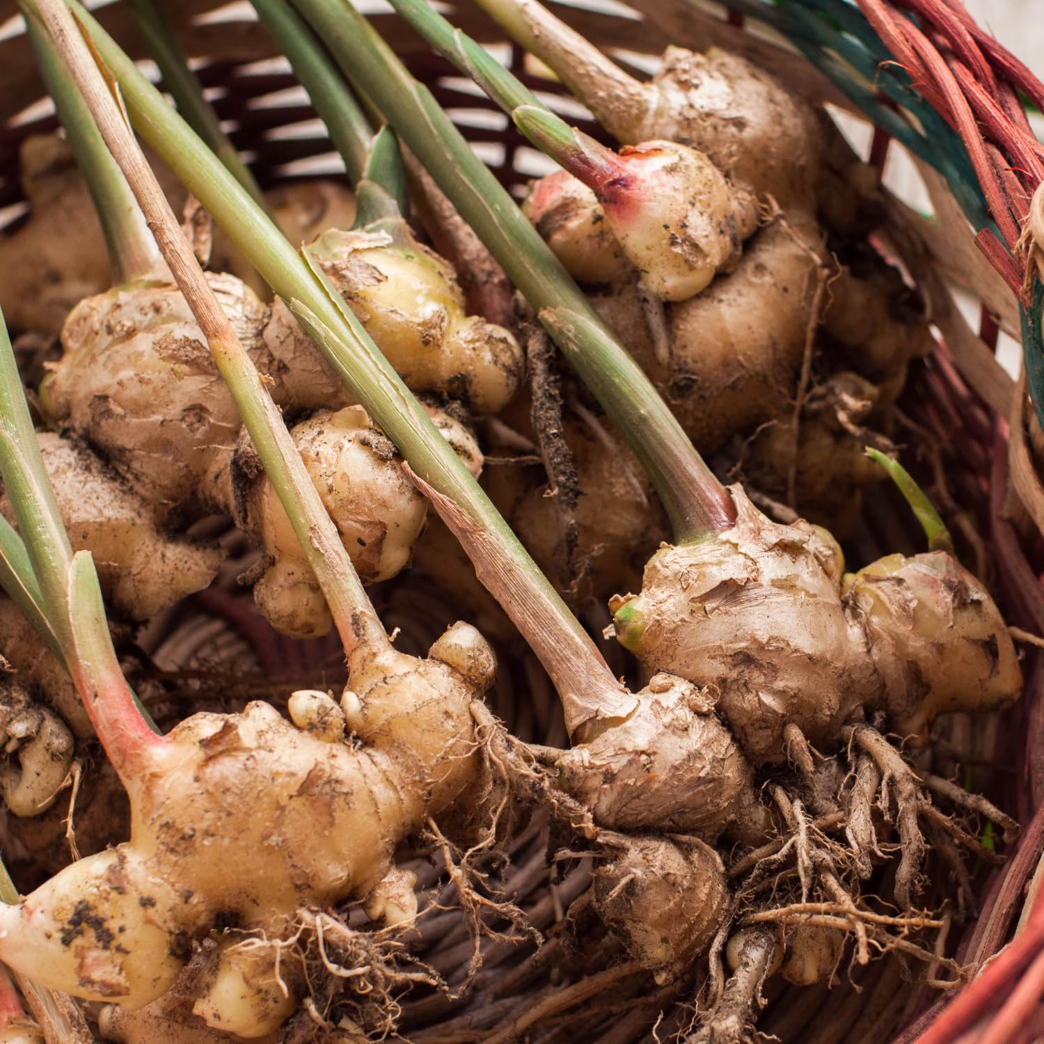 Ginger Plant Live for Planting, Hawaiian Ginger Flower Plant, Tropical Ginger Plant Well-Rooted for Indoor Outdoor Growing, 5-9" Tall (Ginger Zingiber)