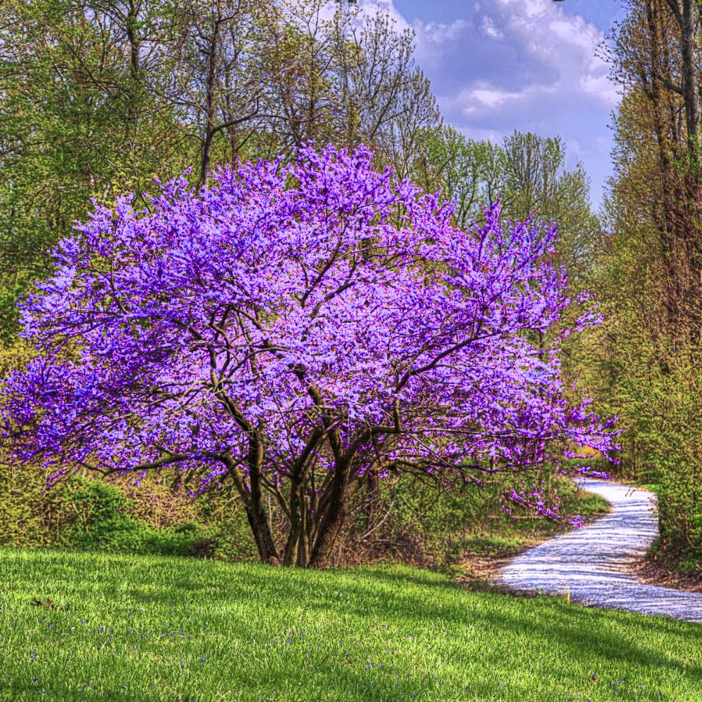 Redbud Tree Live Plant, 8-9 Months Old Red Bud Tree Outdoor, Spring Planting, Zones 4 to 9