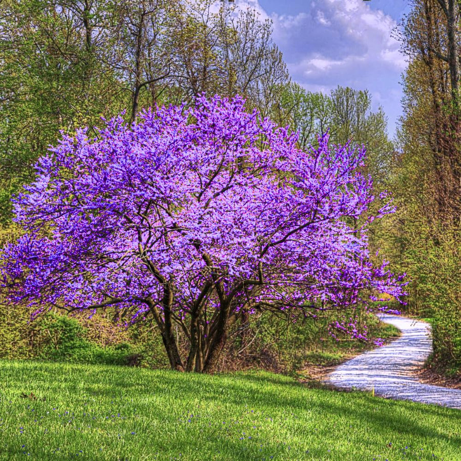 Redbud Tree Live Plant, 8-9 Months Old Red Bud Tree Outdoor, Spring Planting, Zones 4 to 9