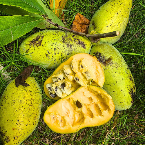Pack 2 Pawpaw Trees Live Bareroots, 6-12 Inches Tall, Hardy Paw Paw Fruit Trees to Grow