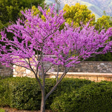 Eastern Redbud Live Plant in Quart Pot, Pink Purple Flowering Tree, Ornamental Redbud Tree for Outdoor Garden