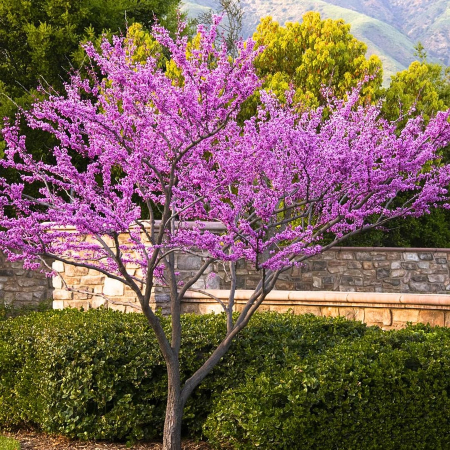 Eastern Redbud Live Plant in Quart Pot, Pink Purple Flowering Tree, Ornamental Redbud Tree for Outdoor Garden