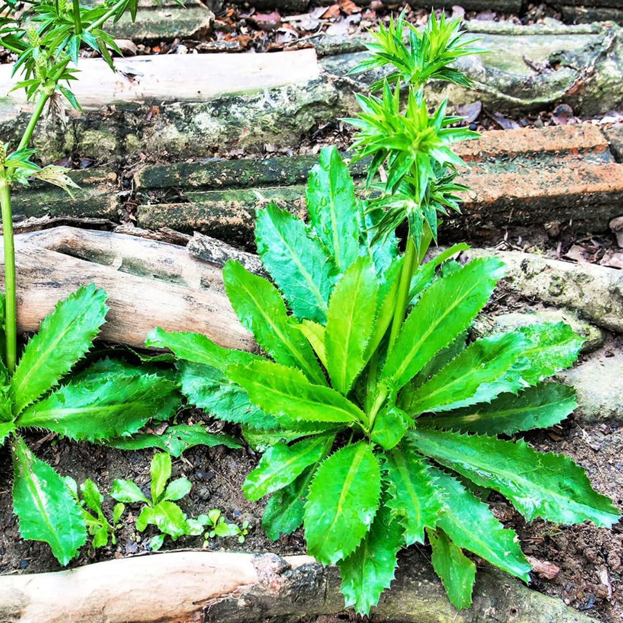 Culantro Plant Live, Culinary Herb Live Plant, 4 Inches Tall in 3.5 Inch Pot, Perennial Garden Beds