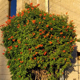 Orange Honeysuckle Plant Bush Live Shrub in 4" Pot for Outdoor Growing, Cold Hardy, Spring Planting