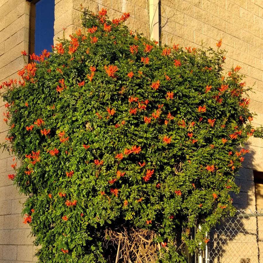 Orange Honeysuckle Plant Bush Live Shrub in 4" Pot for Outdoor Growing, Cold Hardy, Spring Planting