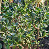 Jade Plant Live, Succulent Indoor Houseplant, Succulent Plant Fully Rooted in 2'' Pot