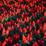 Red Salvia Plants Live, Fragrant Perennial Sage Plants, 4-6 Inches Tall in 4 Inches Pot, Flowering Shrubs for Garden, Patio