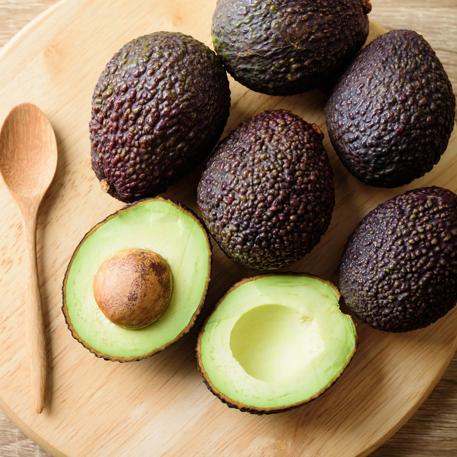 HASS Avocado Plant Live 8-10'' Tall, Cold Hardy Avocado Tree Seedlings Ready to Grow, Tropical Fruit Tree for Outdoor Growing