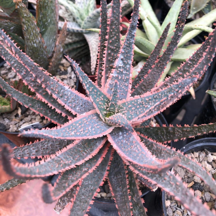 Live Aloe Purple Plant, 4 Inc Pot, Well-Rooted Succulent, Indoor Houseplant