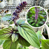 2 African Blue Basil Plants Live, 2 Live Plants, Basil Live Plant, 5 to 7'' Tall, Basil Herb Plants