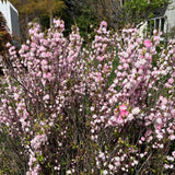 1 Year Old Pink Flowering Almond Shrub Live Plant in Quart Pot, 6-12" Vibrant Pink Flowers, Cold-Hardy, Well-Rooted, Dormant in Winter