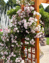 Well-Rooted Rose Live Plant, Climbing Roses Live Plant, Fragrant Climber Plant for Planting, No Leaf, Trim Back, 5-9" in Tall, Bare Root (Rose Pink)