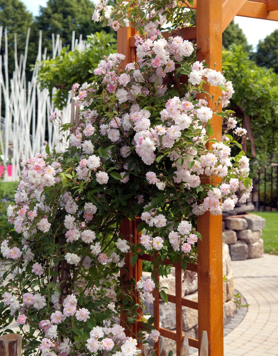 Well-Rooted Rose Live Plant, Climbing Roses Live Plant, Fragrant Climber Plant for Planting, No Leaf, Trim Back, 5-9" in Tall, Bare Root (Rose Pink)