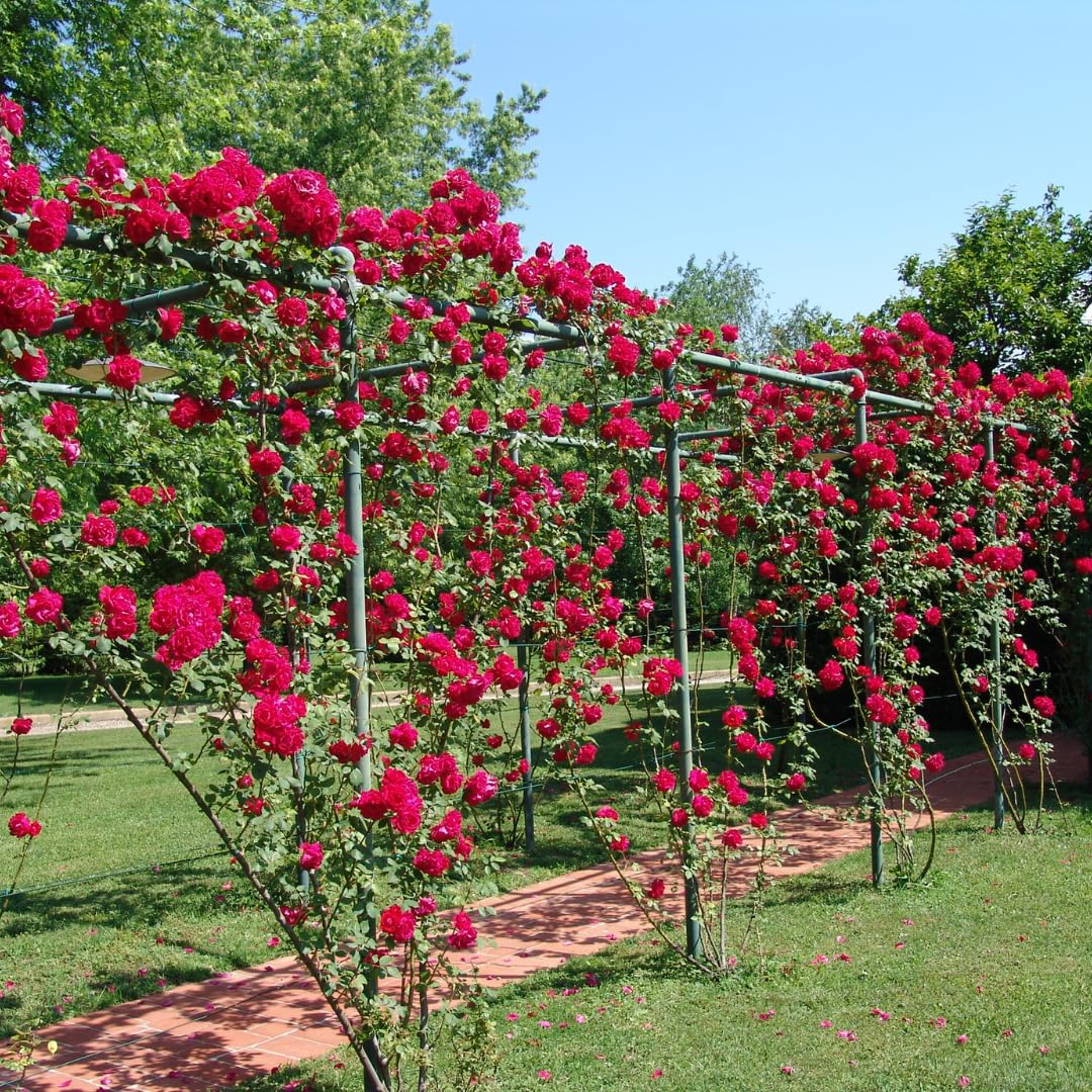 Climber Rose Plant Live - Climbing Rose - Come Bare Root with Soil, No Leaves, 5 to 7 Inches (Don Juan)