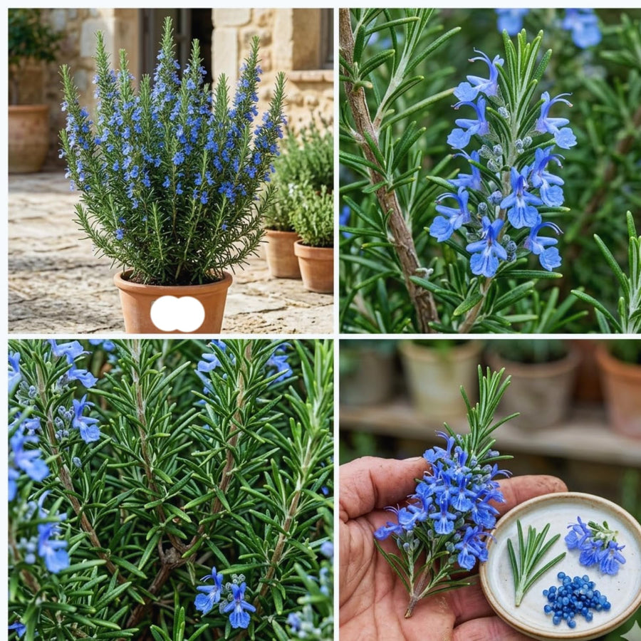 Rosemary Plant Live in Pot, Live Rosemary Plant, 8 Inches in Height, Fragrant Herb Plants