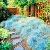 1 Blue Fescue Grass Plant Live for Planting, Ornamental Grass Perennial Garden 5-10 Inch Tall
