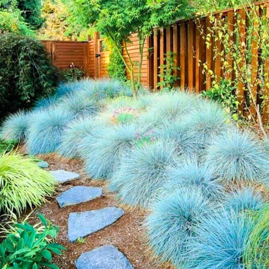1 Blue Fescue Grass Plant Live for Planting, Ornamental Grass Perennial Garden 5-10 Inch Tall