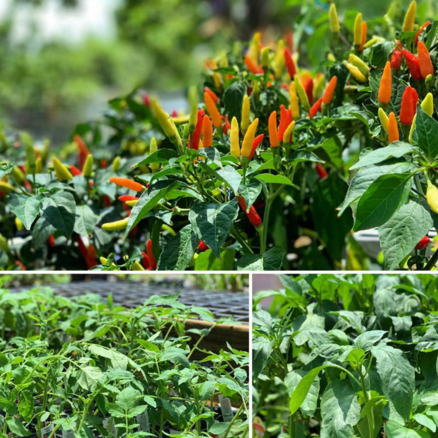 20 Hot Pepper Seeds, Vegetable Seeds for Indoor Outdoor Garden