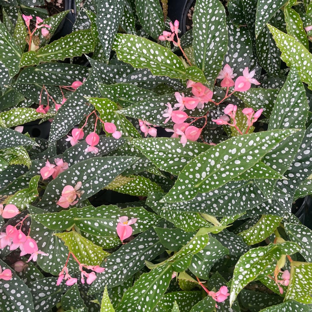 Begonia Live Plant Outdoor, Can Grow As Weeping Begonia, Fast-Growing, Easy-Care Flowering Plant for Gardens Containers, 5-9” Tall, No Pot, Begonia Maculata Plants ((Angel Wing)