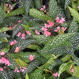 Begonia Live Plant Outdoor, Can Grow As Weeping Begonia, Fast-Growing, Easy-Care Flowering Plant for Gardens Containers, 5-9” Tall, No Pot, Begonia Maculata Plants ((Angel Wing)