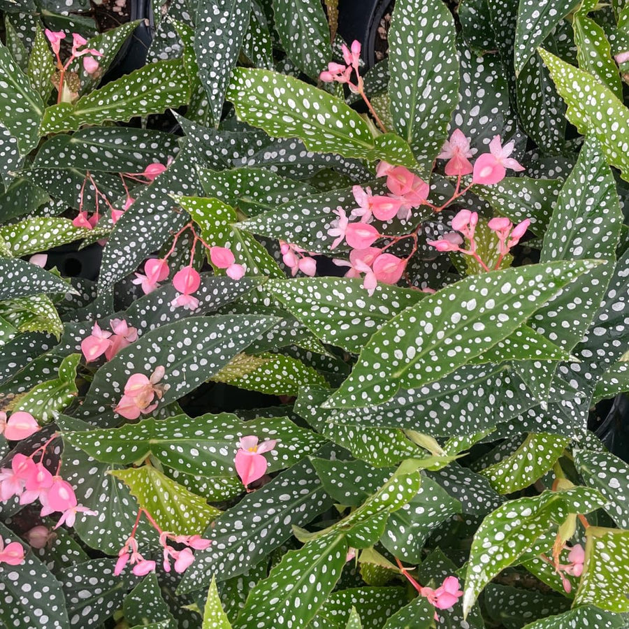 Begonia Live Plant Outdoor, Can Grow As Weeping Begonia, Fast-Growing, Easy-Care Flowering Plant for Gardens Containers, 5-9” Tall, No Pot, Begonia Maculata Plants ((Angel Wing)