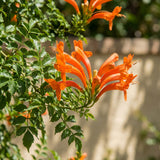 Orange Honeysuckle Plant Live 4'' Pot, Fragrant Perennial Honeysuckle Vine Live Plant, 6-8'' Tall Starter Plant for Planting
