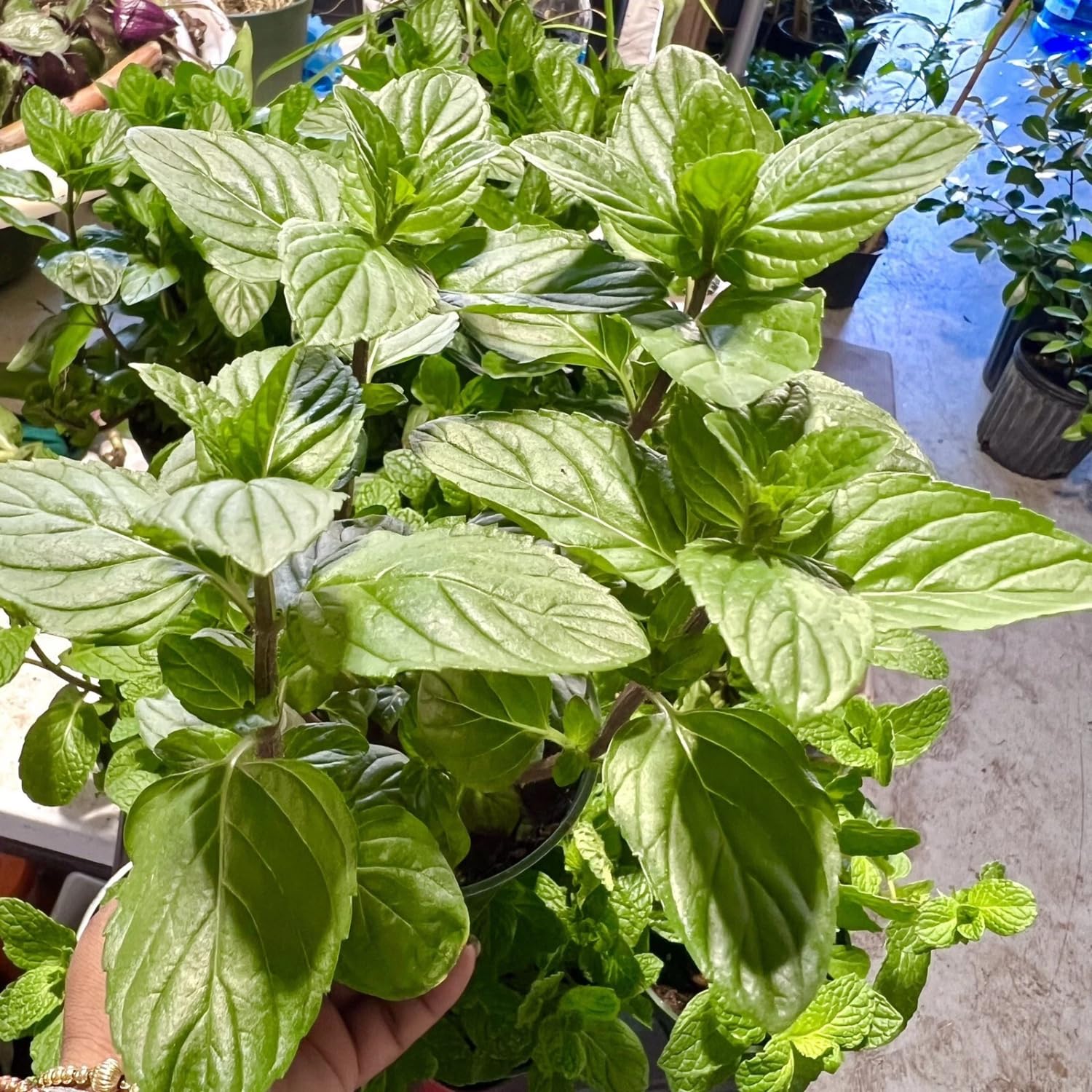 Clump Spearmint Plants Live in Pot, Fragrant Mint Herb for Outdoor Growing, Each Pot 2-3 Plants Fast-Growing