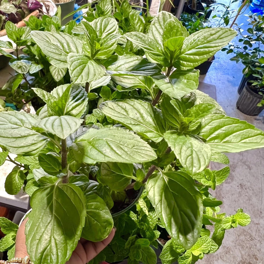 Clump Spearmint Plants Live in Pot, Fragrant Mint Herb for Outdoor Growing, Each Pot 2-3 Plants Fast-Growing