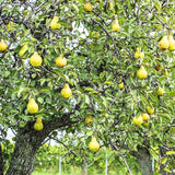 Pear Tree Live Plant 2 to 3 Feet Height, Bareroot, Pear Fruit Tree Plant Live, Pear Plant Live for Planting, Live Pear Tree