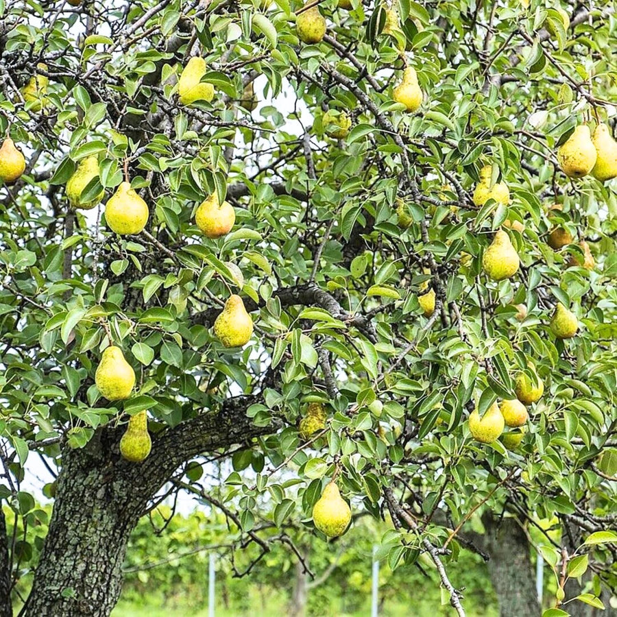 Pear Tree Live Plant 2 to 3 Feet Height, Bareroot, Pear Fruit Tree Plant Live, Pear Plant Live for Planting, Live Pear Tree